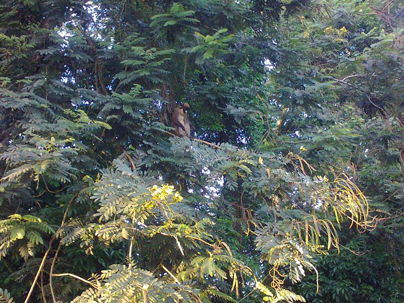 File:Monkey Hill Takoradi.jpg