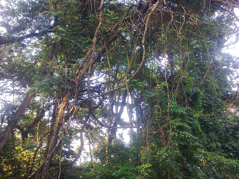 File:Monkey hill Takoradi.jpg