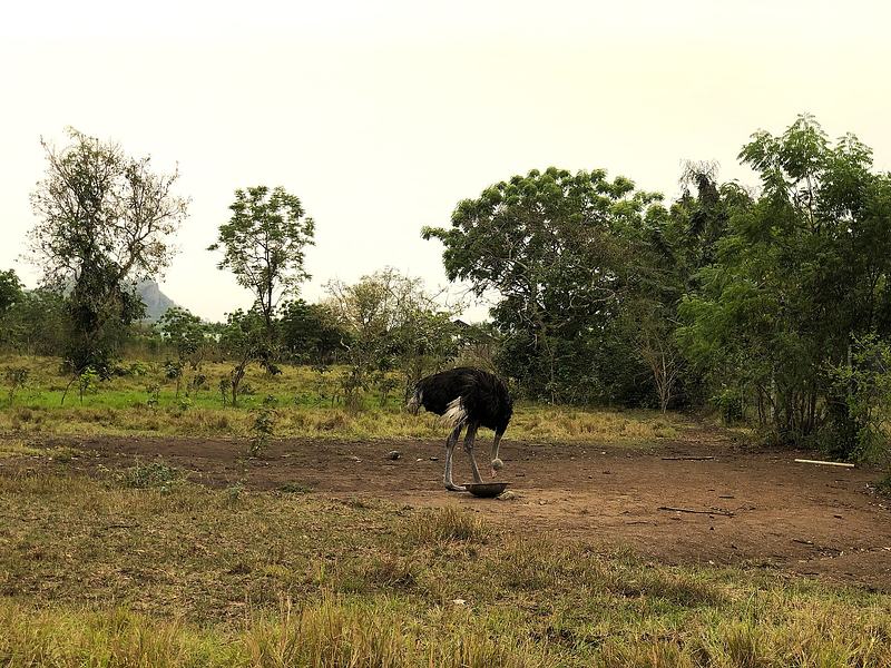 Ostrich at Shai Hills Resource Reserve
