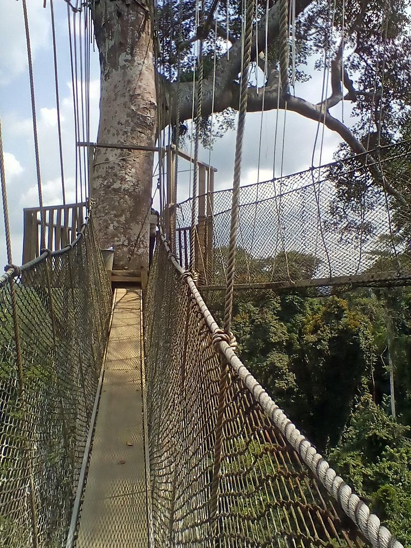 Canopy walkway in Kakum National Park 4.jpg