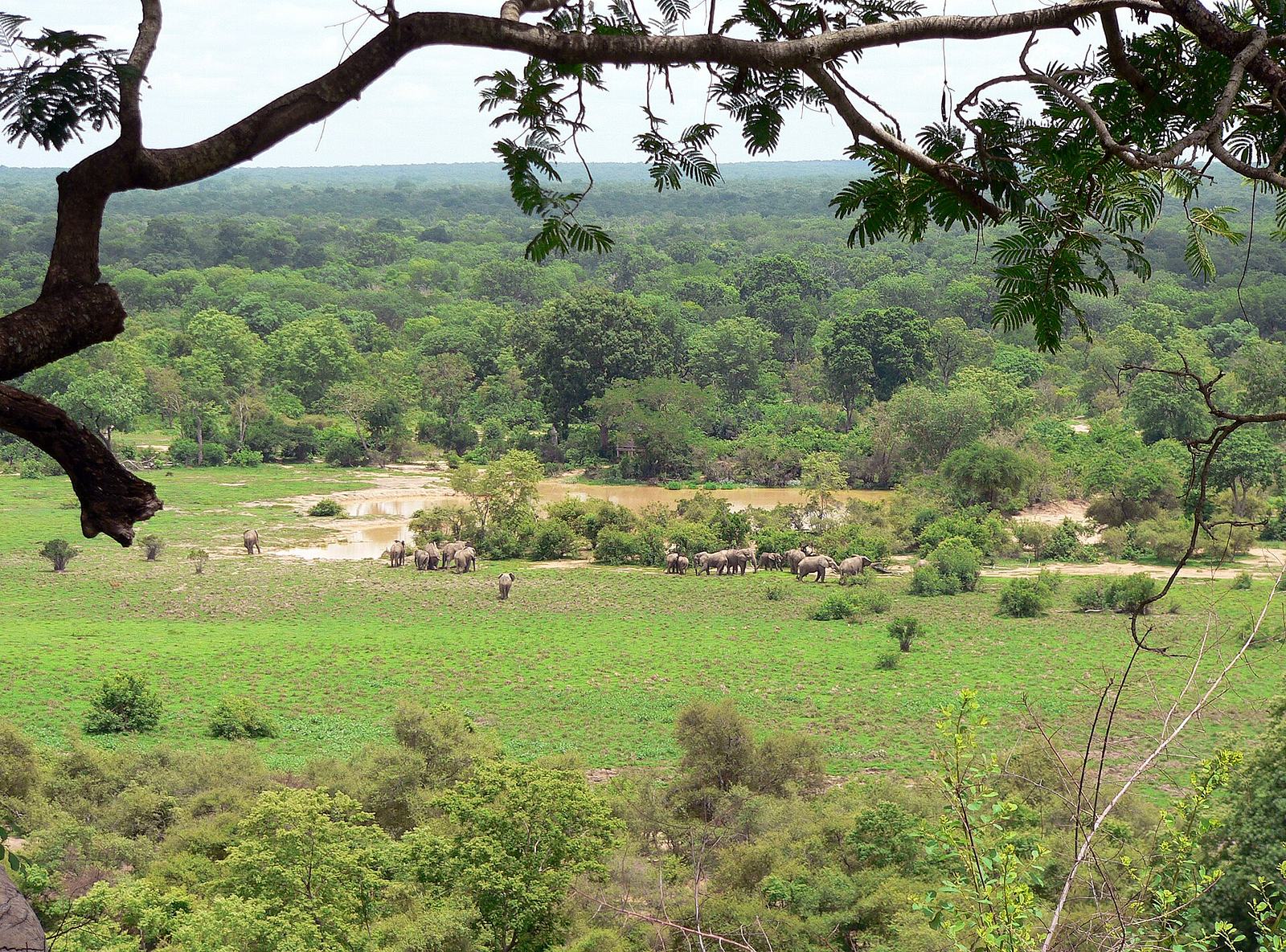 Mole National Park Ghana