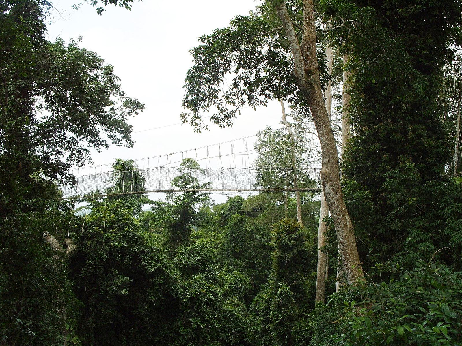 File:Kakum National Park, Ghana.jpg