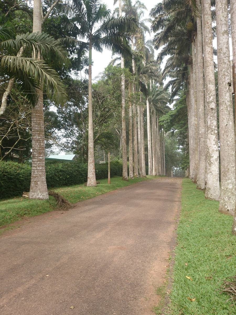 View within the Aburi Botanical Gardens, Ghana