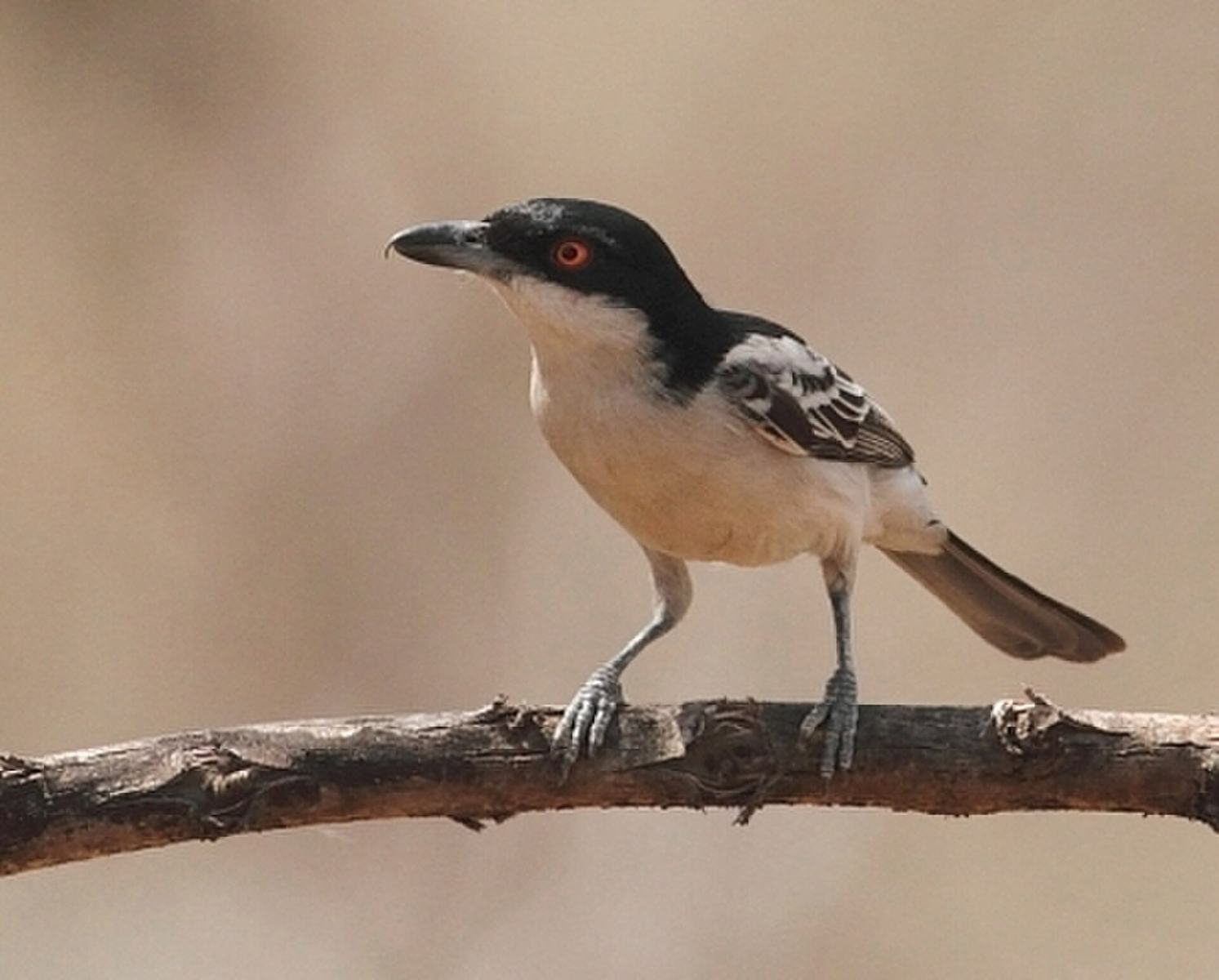 File:Dryoscopus gambensis (Malaconotidae) (Northern Puffback) - (male), Mole National Park, Ghana, crop.jpg
