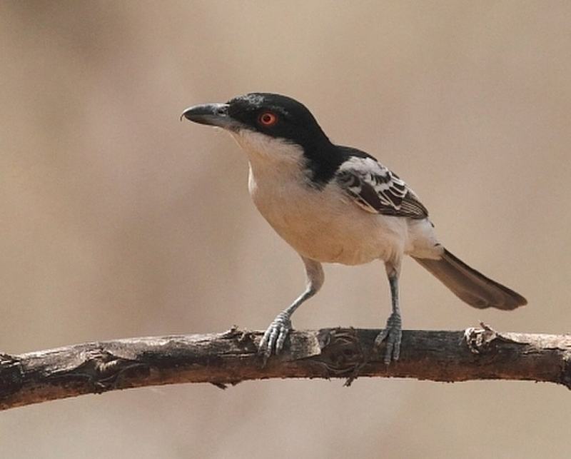 File:Dryoscopus gambensis (Malaconotidae) (Northern Puffback) - (male), Mole National Park, Ghana, crop.jpg