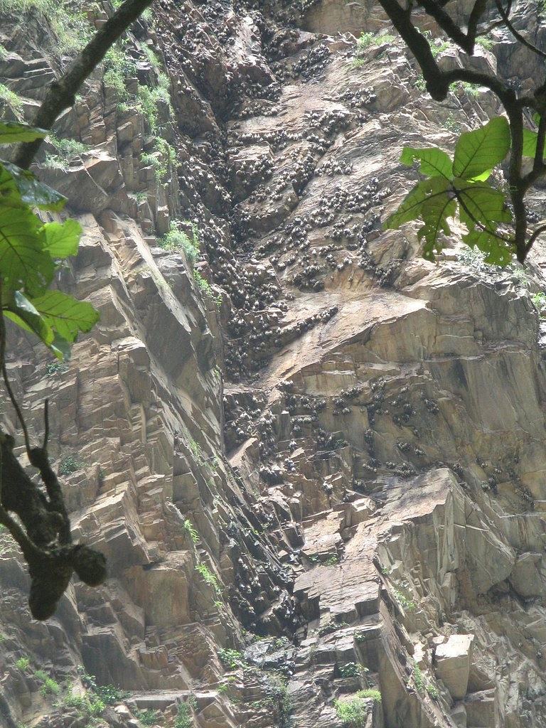 Bats @ Wli Falls