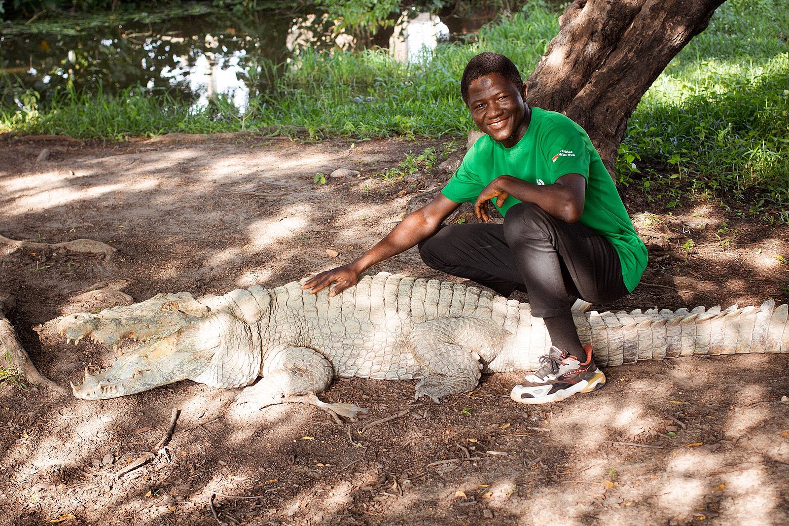 Tapping of crocodile at Paga crocodile pond