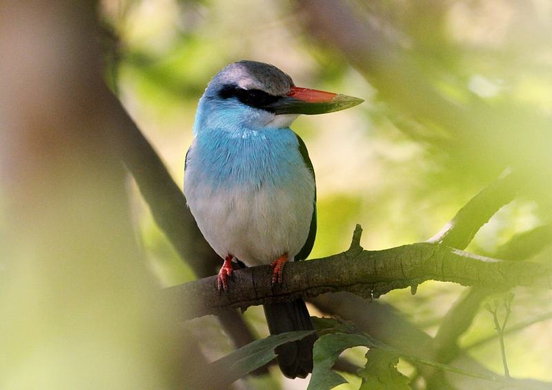 Halcyon malimbica (Alcedinidae) (Blue-breasted Kingfisher), Mole National Park, Ghana