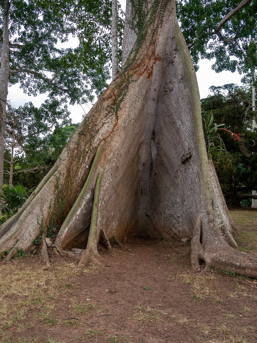 Buttress roots of a Ceiba pentandra (silk cotton) tree in Aburi Botanical Gardens