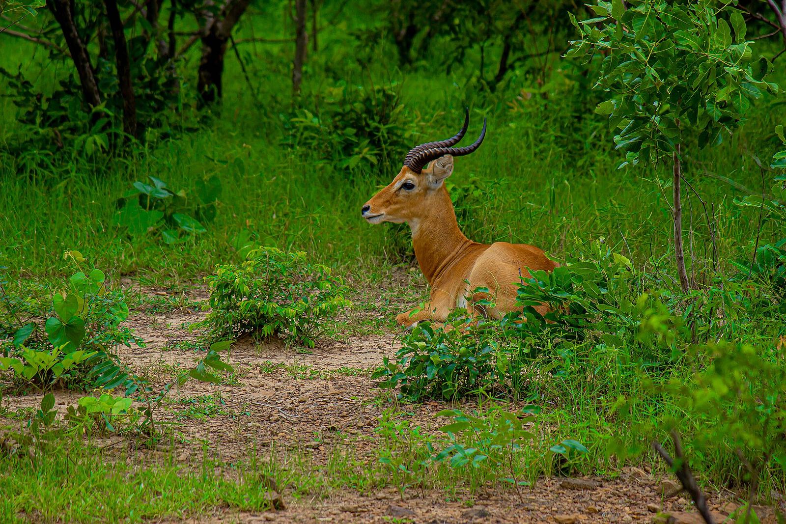 Kob at Mole National Park Ghana