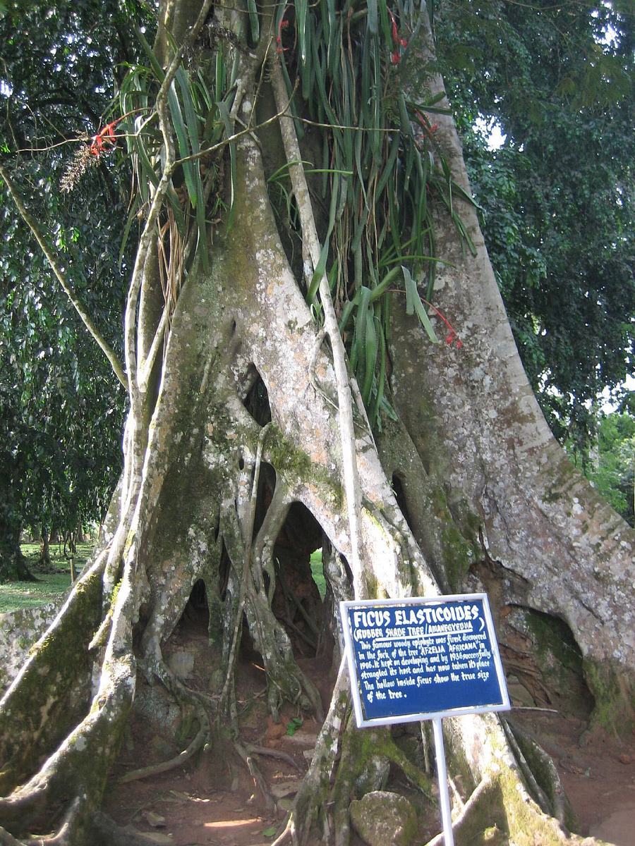 Ghana Aburi Botanical gardens (11)