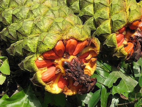 Aburi Botanical Gardens, outside Accra, Ghana