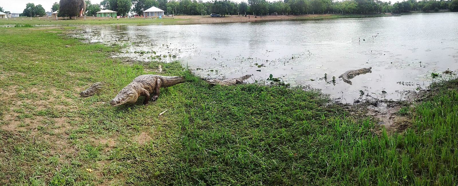 File:Paga Crocodile Pond.jpg