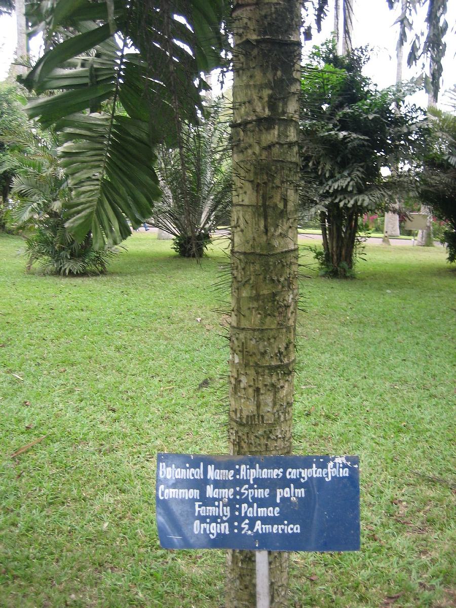 Ghana Aburi Botanical gardens (9)