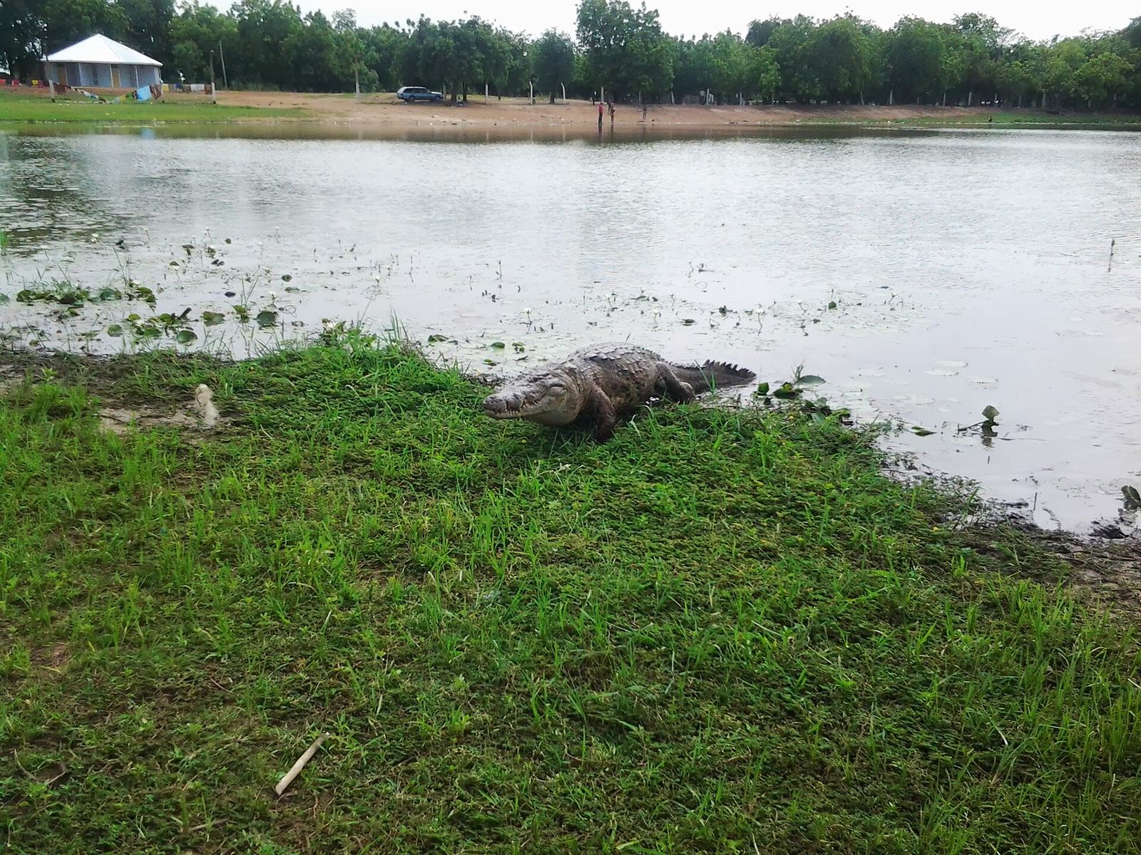 A crocodile coming out of the water at the edge of the Paga Crocodile Pond.