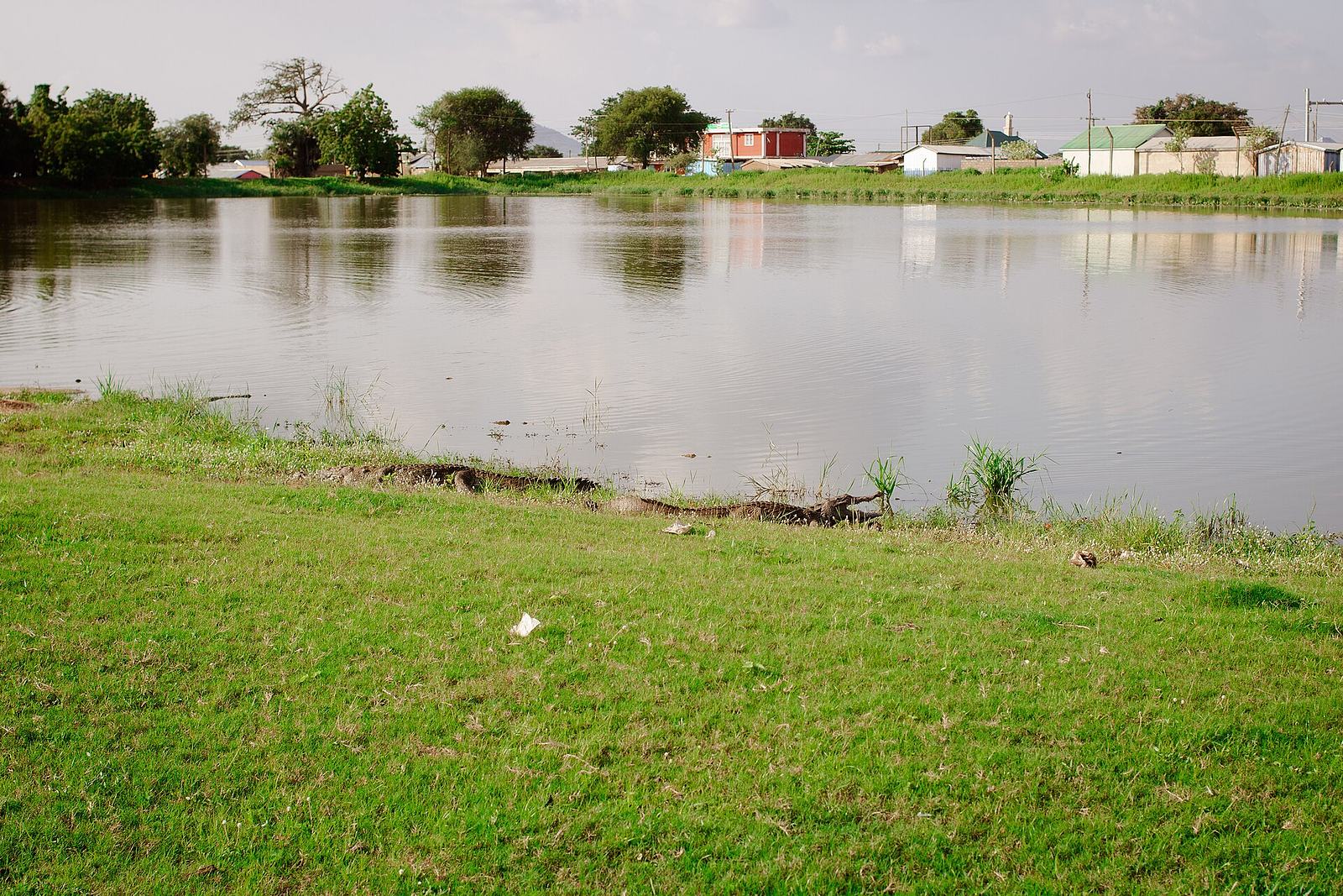 Crocodiles resting at the shore of the Paga crocodile pond.