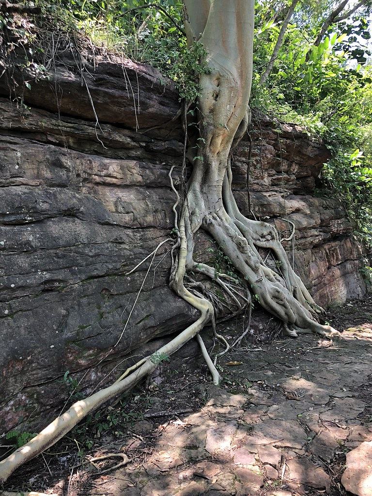 Roots at Akaa Falls Ghana