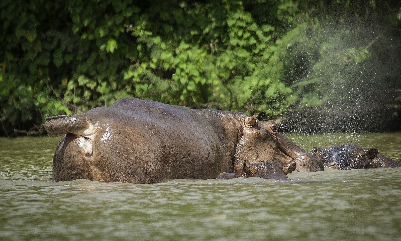 The Wechiau Hippopotamus Sanctuary
