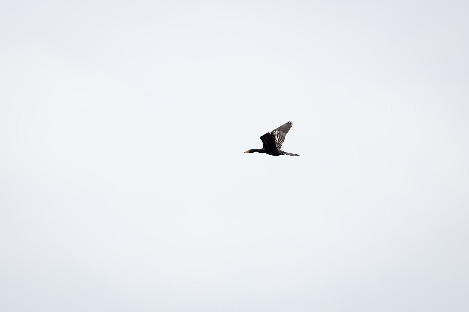 Great Cormorant at the Wechiau Hippopotamus Sanctuary