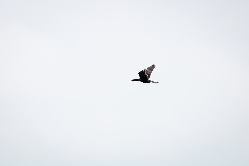 Great Cormorant at the Wechiau Hippopotamus Sanctuary