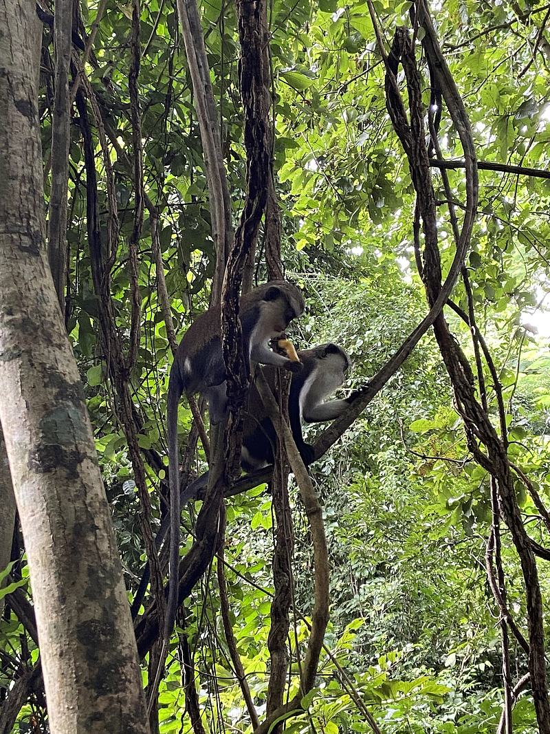 Monkey friends.jpg