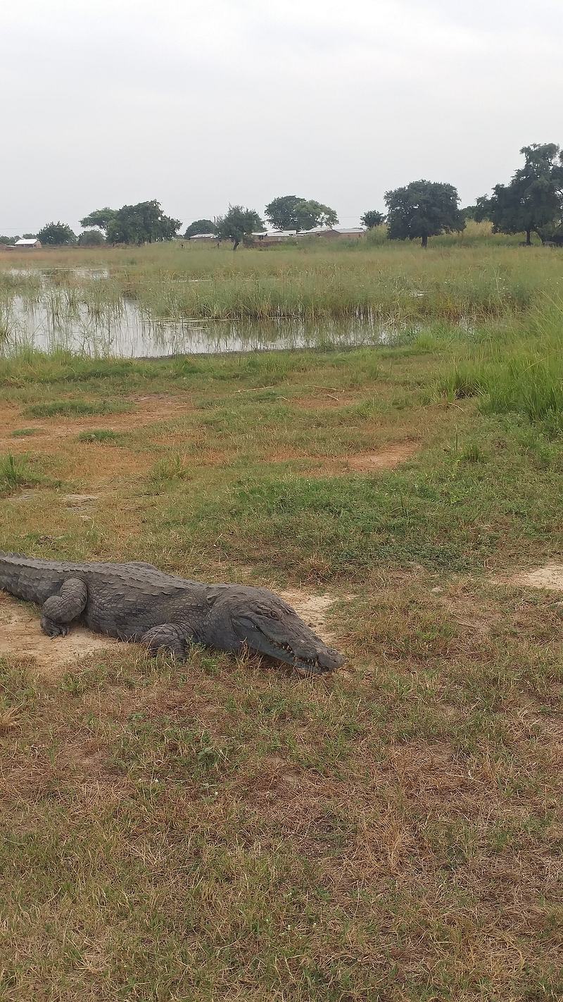 View of the Paga crocodile pond in the Upper East Region of Ghana.