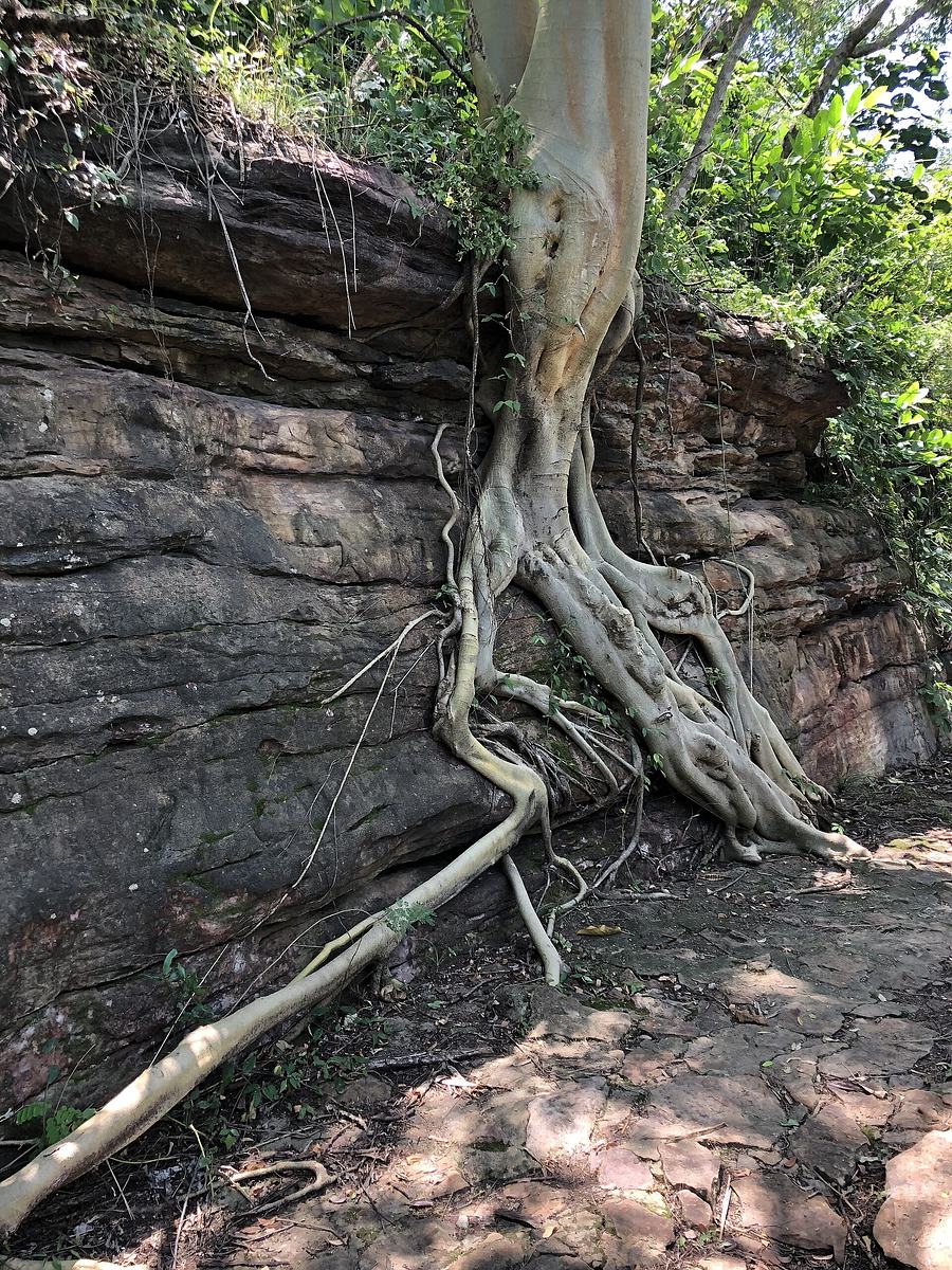Roots at Akaa Falls Ghana