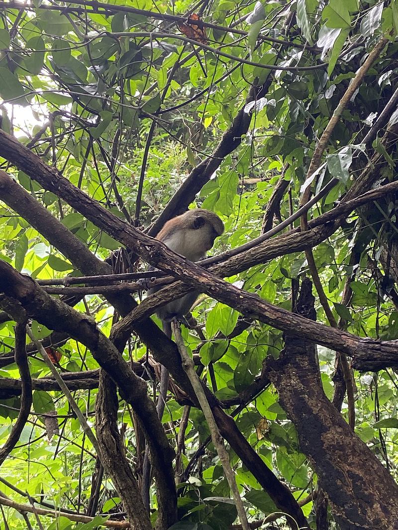 Monkey tsafi.jpg