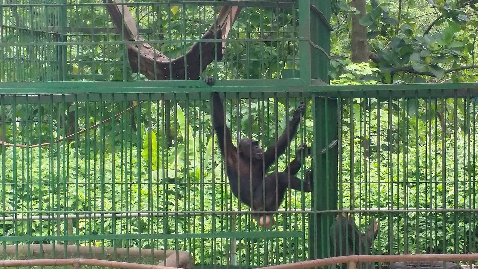 Chimpazee at the Kumasi Zoo