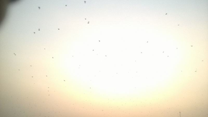 Migrant birds with daily routine journey from the Kumasi zoo to the hinterland