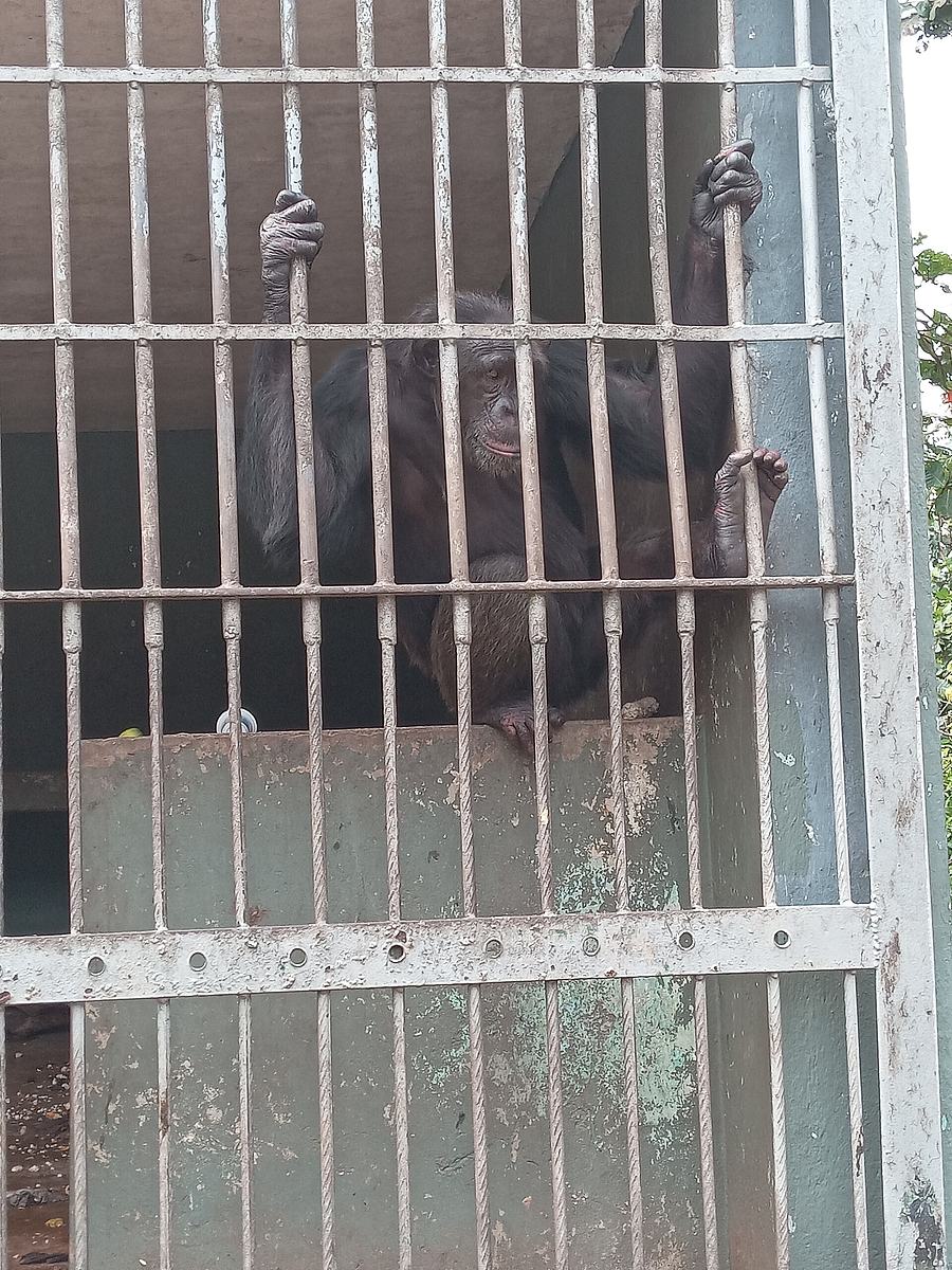 A chimpanzee at the Kumasi Zoo