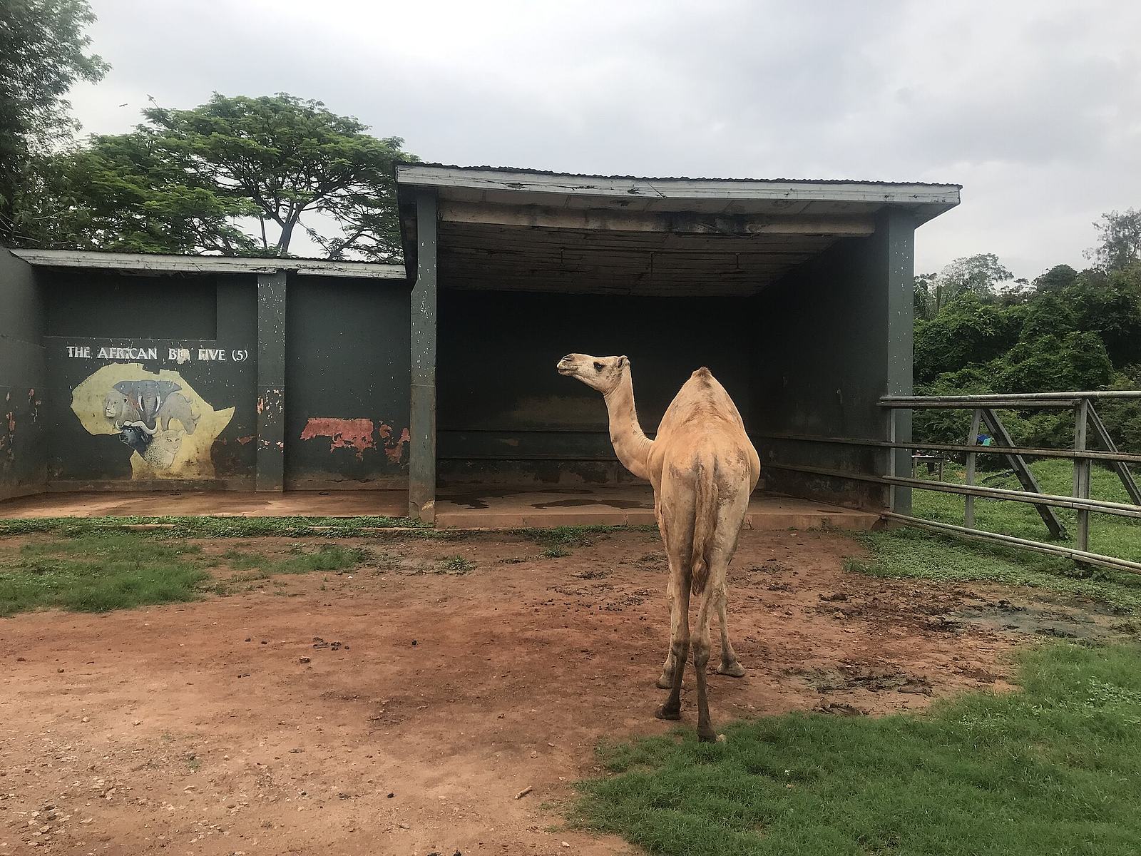A picture of a camel at the kumasi zoo