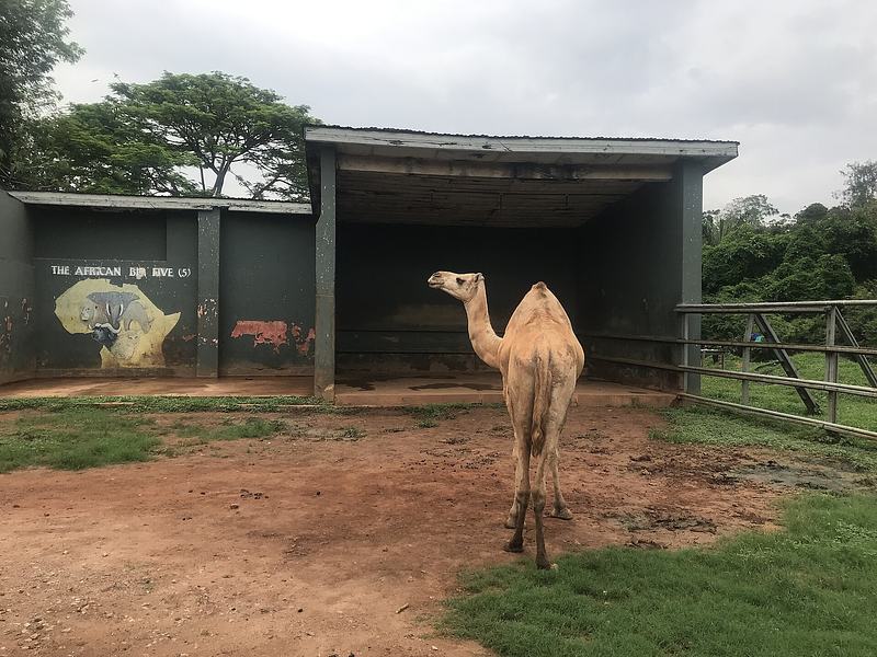 A picture of a camel at the kumasi zoo
