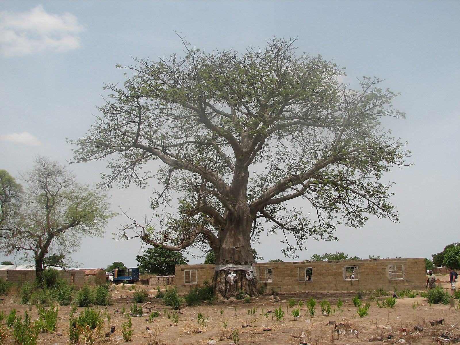 File:Salaga Slave Tree - panoramio.jpg