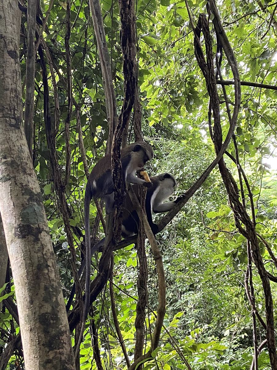 Monkey friends.jpg