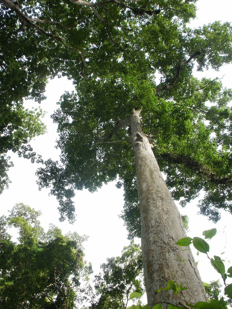Tall forest tree rising above the canopy in Bia Forest, Ghana
