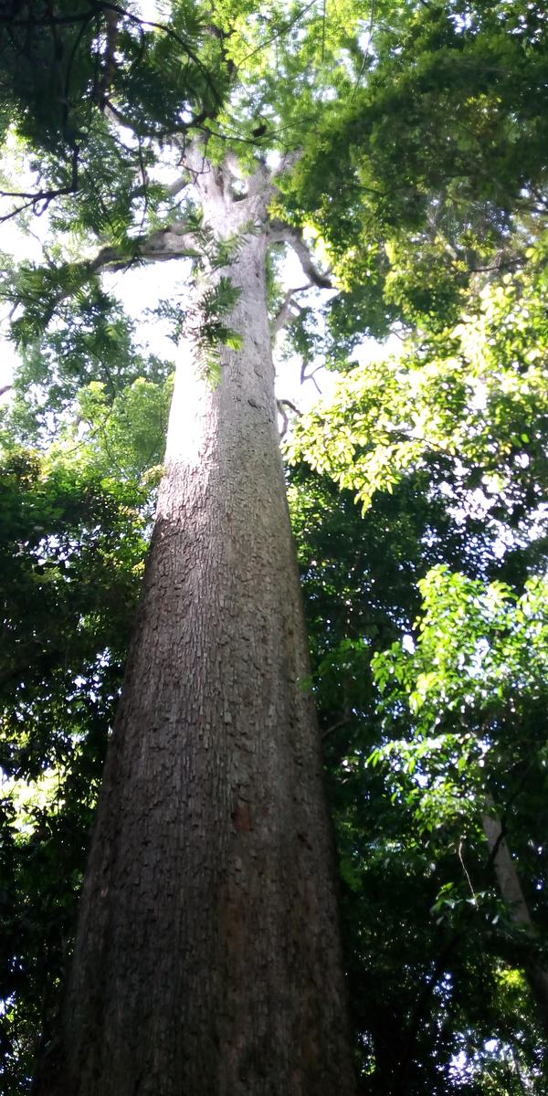 Big Oda Tree 2