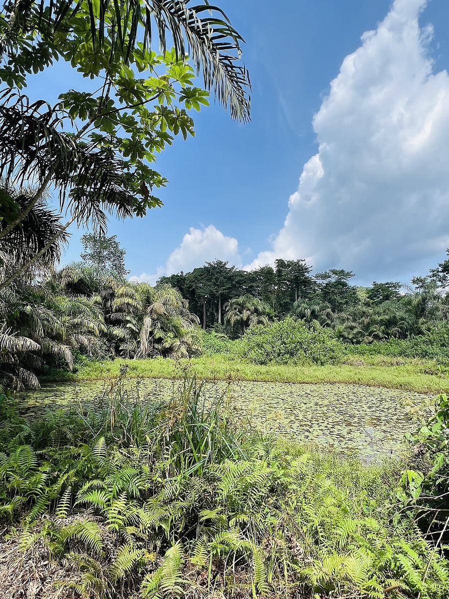 Dense rainforest vegetation in Bia National Park, Ghana