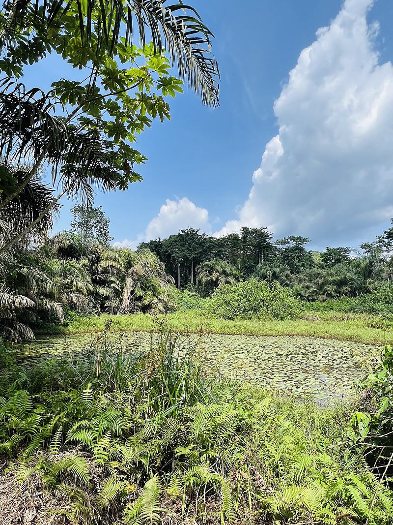 Dense rainforest vegetation in Bia National Park, Ghana
