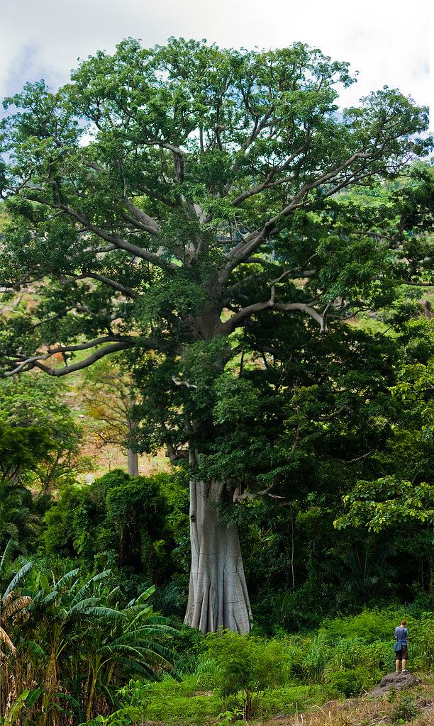 Me tiny tiny, tree big big