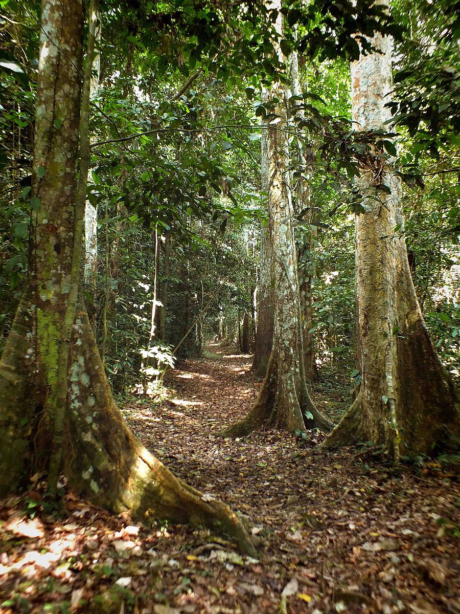Forest walk in Esen-Epam (Big Tree)