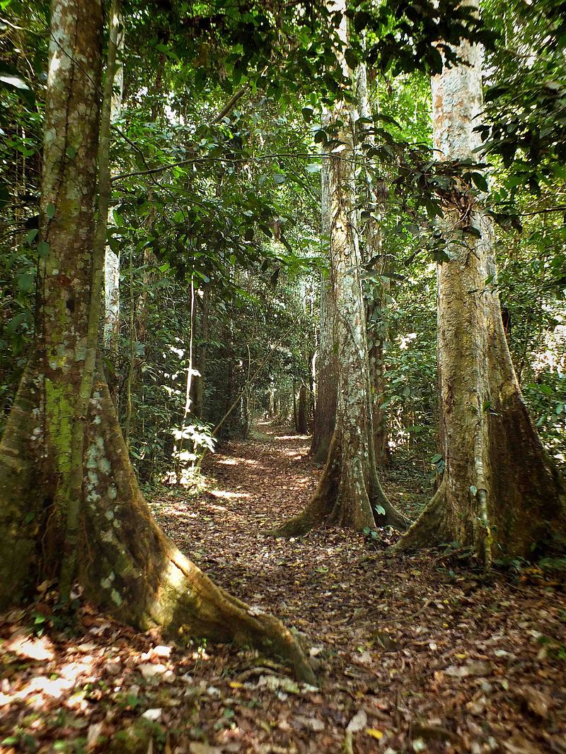 Forest walk in Esen-Epam (Big Tree)