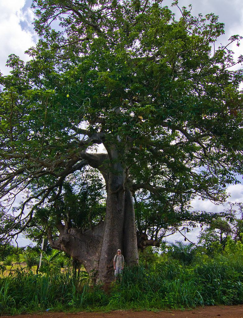 Man small, tree big