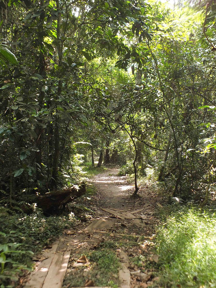 Forest walk to the Big Tree (Esen-Epam)