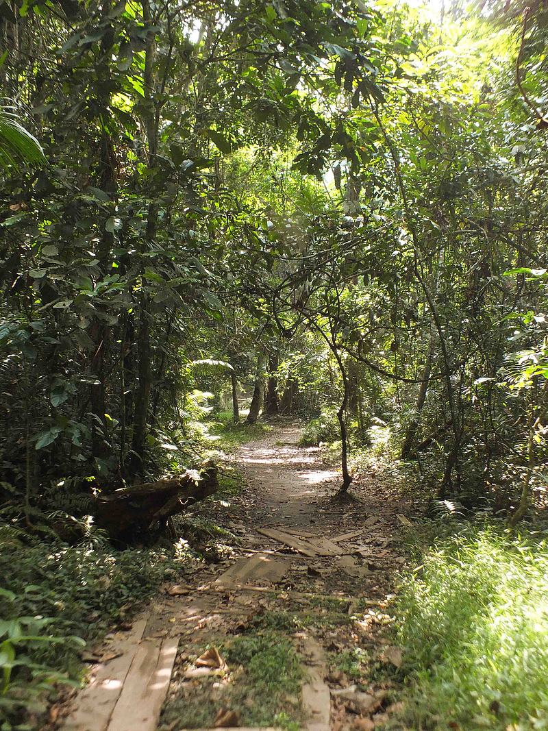 Forest walk to the Big Tree (Esen-Epam)