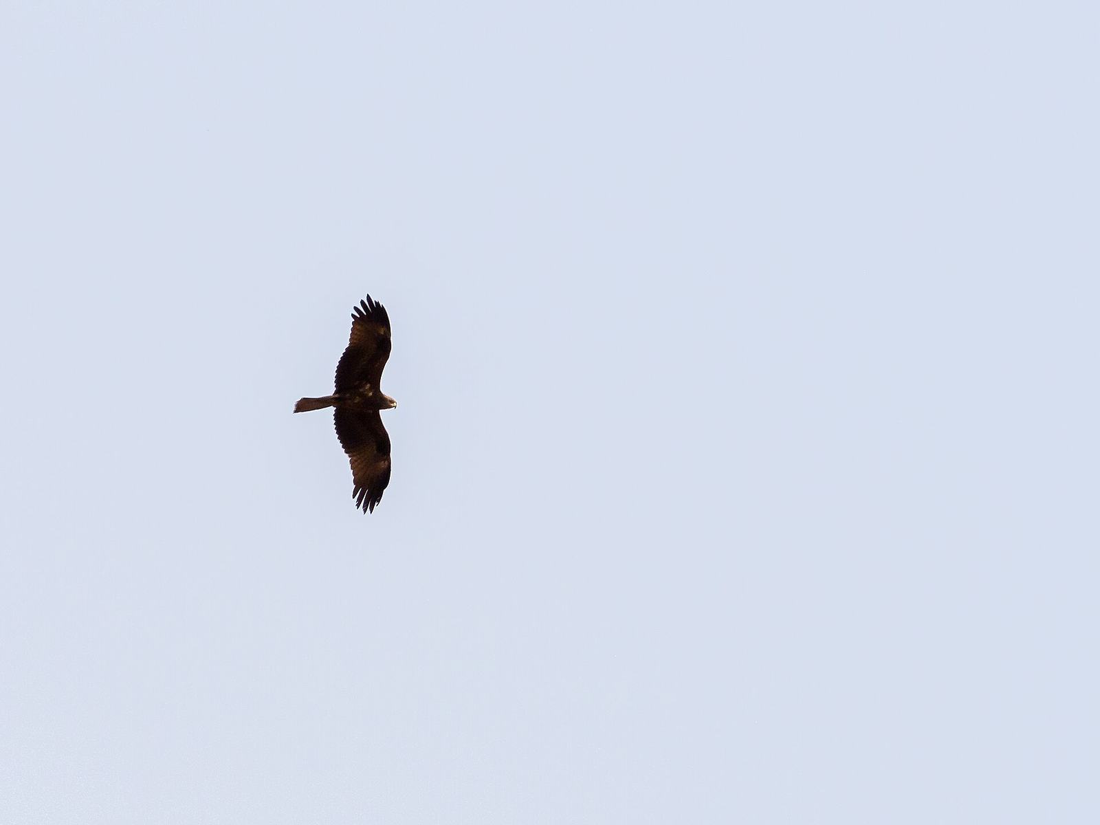Mole National Park, West Gonja (P1100377).jpg