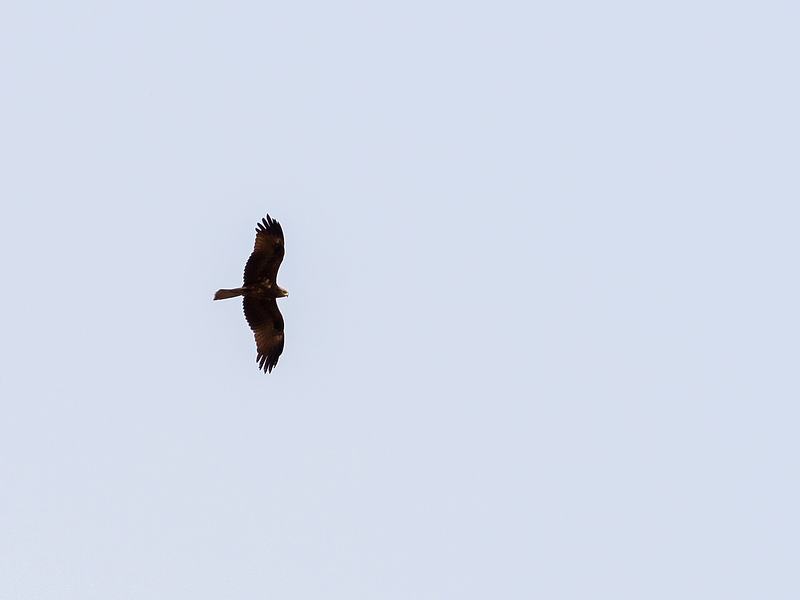 Mole National Park, West Gonja (P1100377).jpg