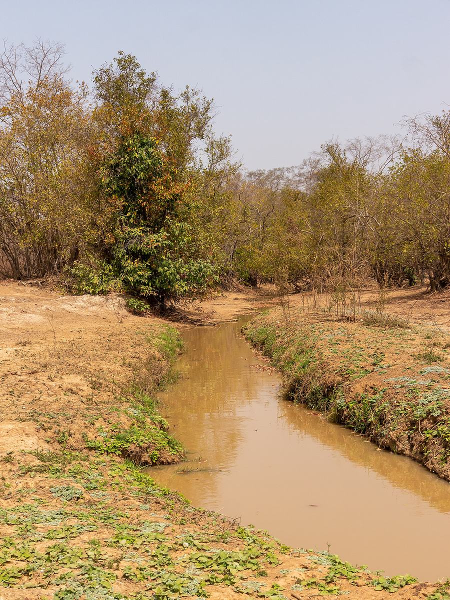 Mole National Park, West Gonja (P1100410).jpg
